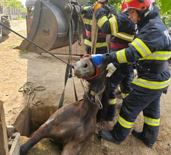 Cal salvat de pompieri după ce a căzut într-o groapă