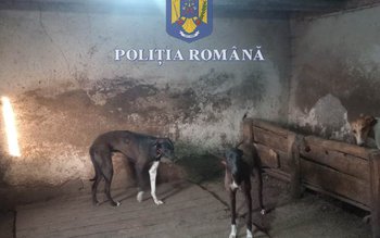 20 de mandate de percheziție, …