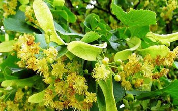 Teiul și regenerarea psihică. Vezi …