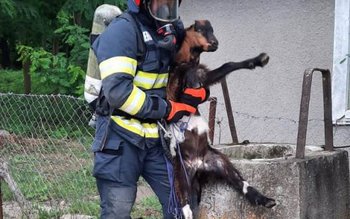 Ied salvat de pompieri dintr-o …