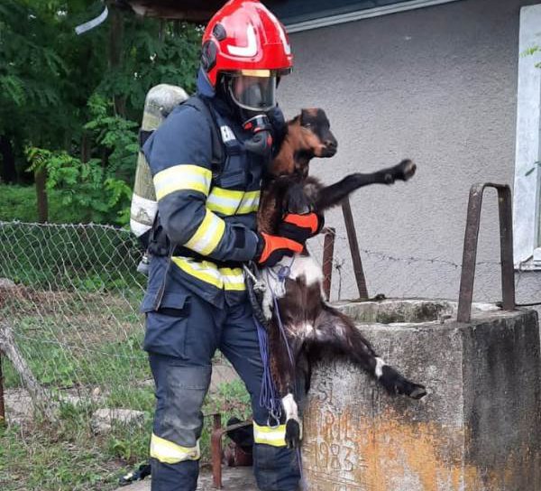 Ied salvat de pompieri dintr-o fântână adâncă de peste 12 metri