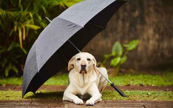 Cod Galben de ploi pentru …