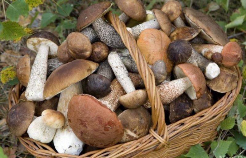 Cum recunoaștem și cum evitam intoxicațiile cu ciuperci
