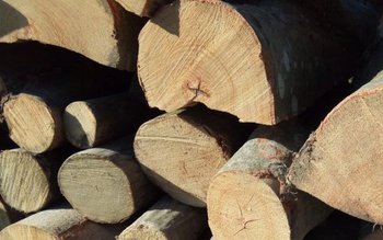 Material lemnos, fără documente legale, …