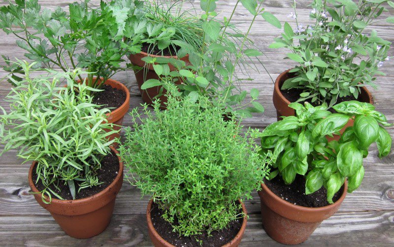 Șase plante care nu sunt potrivite pentru apartament. Nu mai cultivați aceste plante în interior