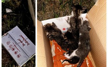 Botoșănean amendat de poliție pentru …