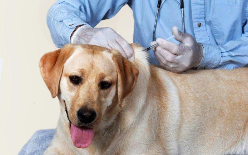 Proprietarii câinilor care nu sunt sterilizați și microcipați vor primi notificare. Riscă să primească amenzi