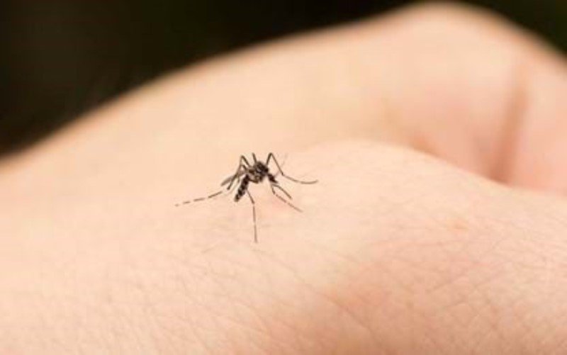 Alertă! Două cazuri de infecții cu virusul West Nile la Botoșani