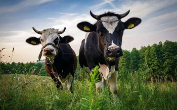 Doi bărbați reținuți pentru furt …