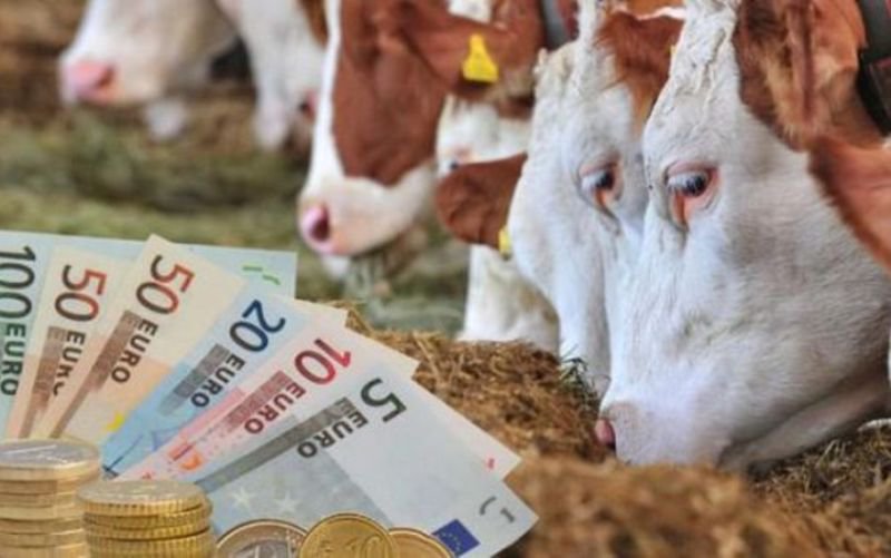 APIA: Sprijin financiar pentru susținerea activității crescătorilor de bovine