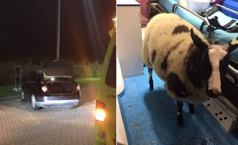 Român arestat în Olanda, după ce a fost prins în portbagaj cu o oaie furată de la grădina zoologică