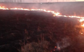 Aproape cinci hectare de vegetație …