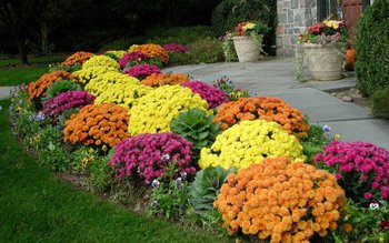 Cum se îngrijesc crizantemele. Ce …