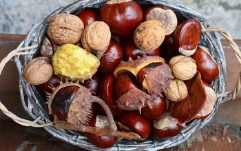 Castanele, leac pentru hemorizi