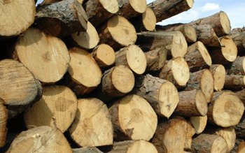 Lemne de foc confiscate de …