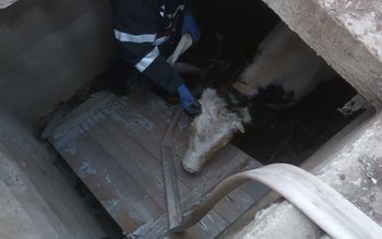 Misiune dificilă a pompierilor dorohoieni …