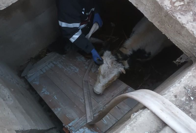 Misiune dificilă a pompierilor dorohoieni la Corlăteni. Aceștia au salvat o bovină care căzuse într-un beci – FOTO