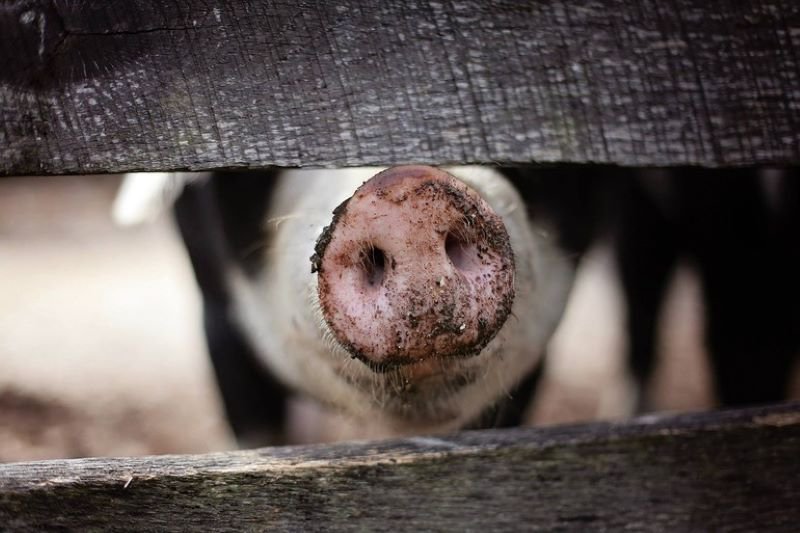 Declarația ministrului Agriculturii despre posibilitatea interzicerii creșterii porcilor în gospodărie