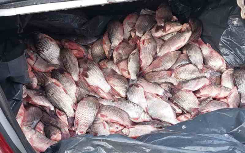 Sute de kilograme de pește stricat confiscat de polițiștii botoșăneni