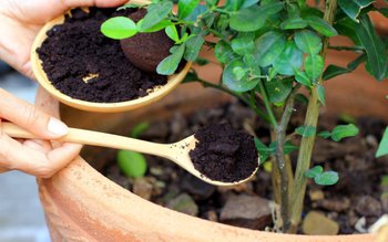 Cum folosim zațul de cafea, …