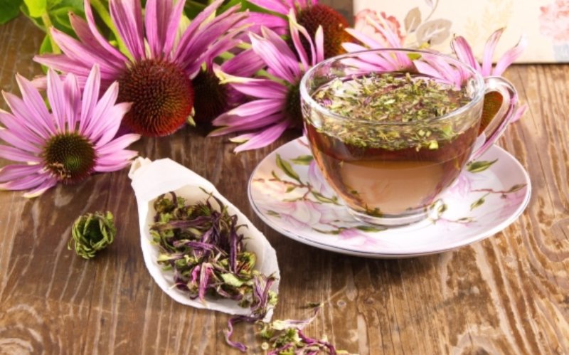 Echinacea: ceai natural pentru imunitate, răceală și gripă
