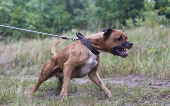 Proprietarii de câini periculoși, obligați …