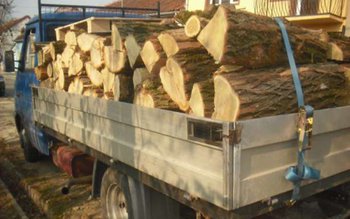 Material lemnos confiscat la Săveni …