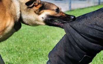 Bărbat atacat de un câine …