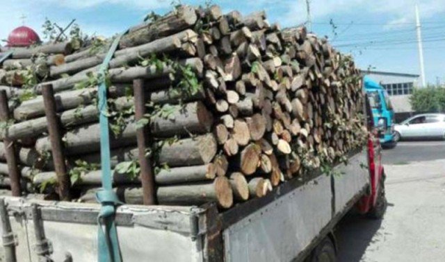 Peste 2 metri cubi de lemne confiscat de polițiști la Lozna