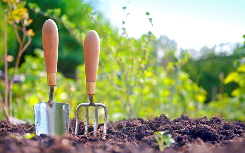 Legumele care trebuie plantate neapărat în luna martie. Ce trebuie să știe cei care au grădină