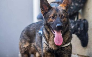 Eroul zilei, Mara - câinele …