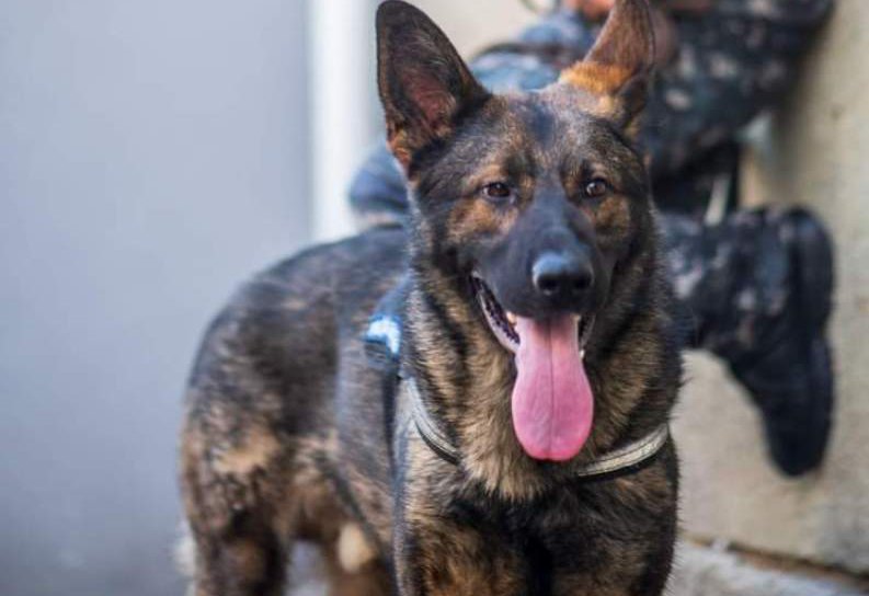 Eroul zilei, Mara - câinele polițist