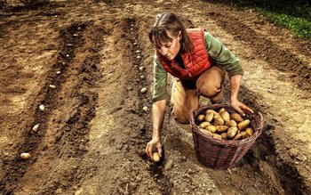 Când se cultivă cartofii, de …