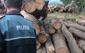 Material lemnos confiscat și amendă …