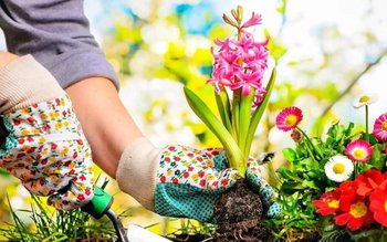 Flori care se plantează în …