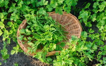 ATENȚIE! Pătrunjel, mărar, ceapă verde …