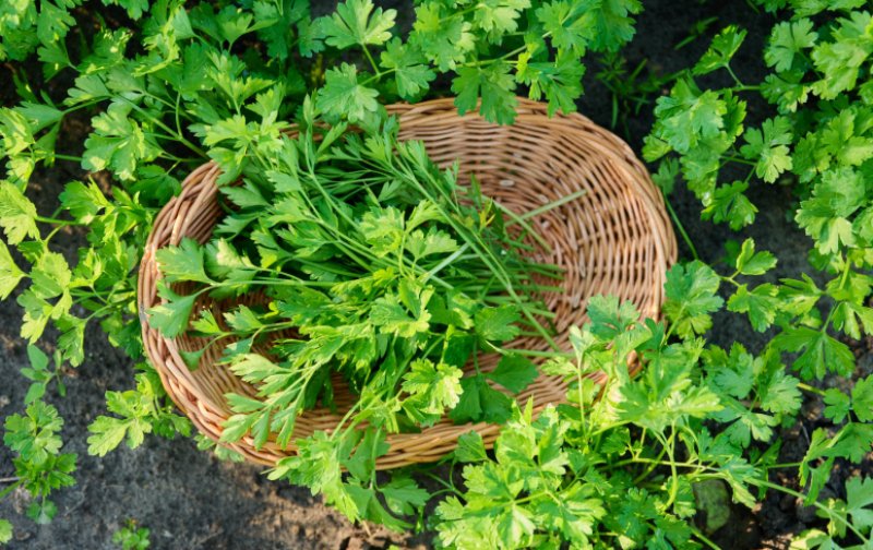 ATENȚIE! Pătrunjel, mărar, ceapă verde și spanac, cu pesticide care depășesc limita maximă admisă