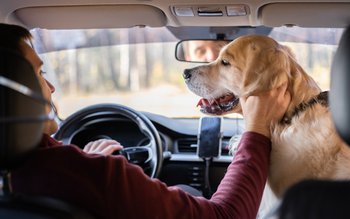 Toți stăpânii de câini sau …