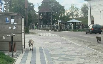 Proprietarul unui câine dintr-o rasă …