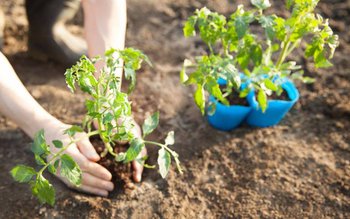 La ce distanță trebuie plantate …