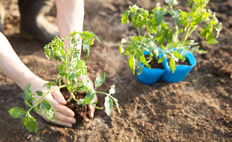 La ce distanță trebuie plantate roșiile. Cele mai frecvente greșeli cu tomatele din grădină