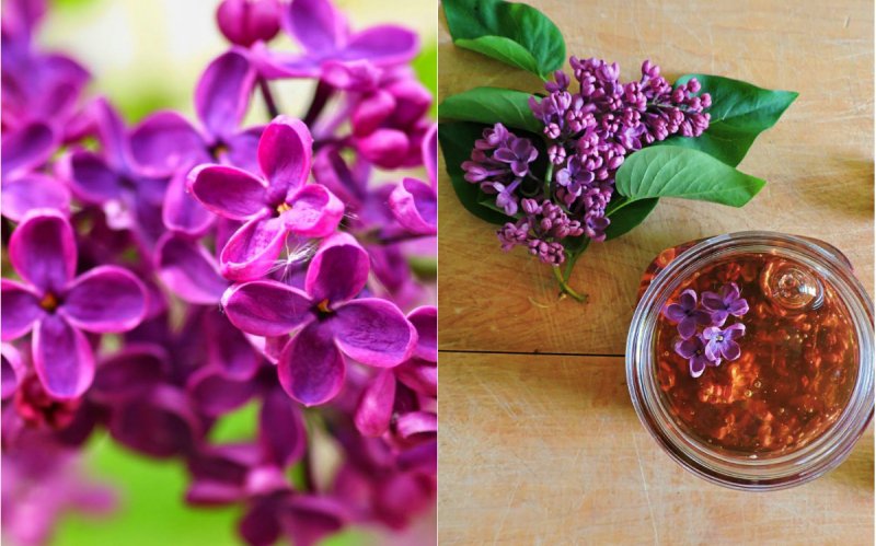Remedii externe pe bază de flori de liliac