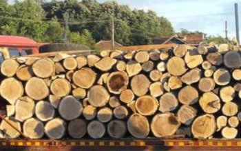 Material lemnos fără documente confiscat …