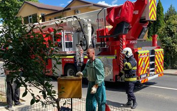 Un roi de albine a …