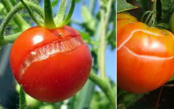 De ce crapă roşiile? Cum …