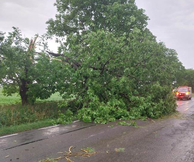 Copaci și cabluri electrice rupte de vânt în urma fenomenelor meteo din județ - FOTO