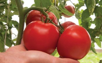 Secretul celor mai gustoase roșii. …