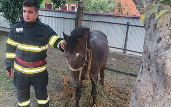 Cal salvat de pompieri după …