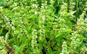 Busuiocul te ajută în afecțiuni …