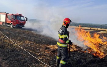 Patru hectare de grâu, două …